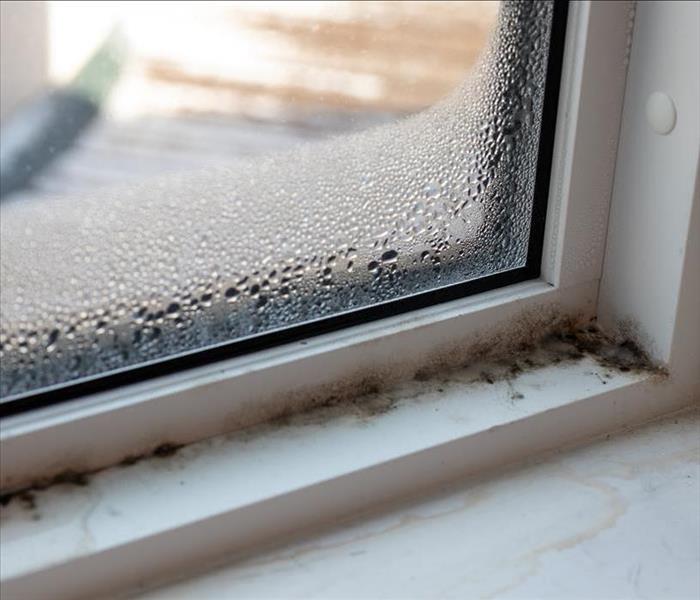 Mold growth is shown on a wet window.
